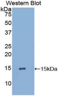 IL15 Antibody (aa48-162, FITC)