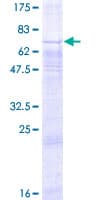 Human GPR34 Protein (Recombinant GST)