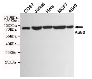 Monoclonal Mouse anti-Human XRCC5 / Ku80 Antibody (WB)