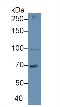 HPS4 Antibody (aa20-214, Biotin)