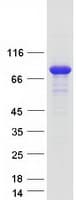 Human MTMR7 Protein (Recombinant Myc-DDK (Flag))