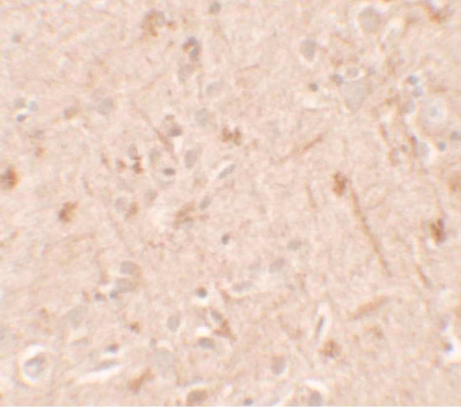 IL36A Antibody