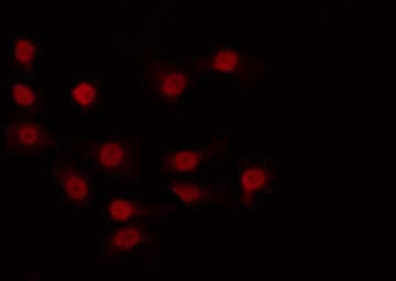 CDK11A / CDC2L2 Antibody