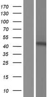 Human PHF9 / FANCL Protein (Over-Expression Lysate Myc-DDK (Flag))