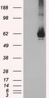 GBP2 Antibody (clone OTI2G6)