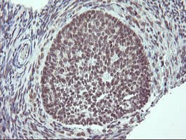 SLA2 / SLAP2 Antibody (clone OTI1F7)