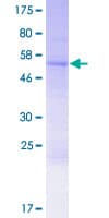 Human GPR78 Protein (Recombinant GST)