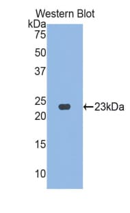 VNN1 Antibody (aa36-223)