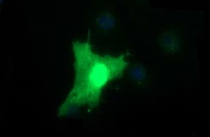 BID Antibody (clone OTI2H9)