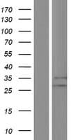 BRX / CHIC1 Protein (Over-Expression Lysate Myc-DDK (Flag))