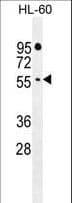 FBXW11 Antibody (aa168-196)