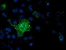 RNF144B Antibody (clone OTI6B11)