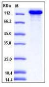 Mouse CNTNAP2 / CASPR2 Protein (Recombinant His,C-terminus)