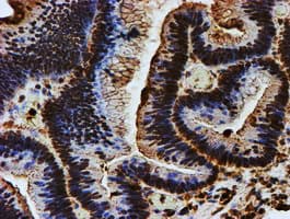 Endonuclease G / ENDOG Antibody (clone OTI5F1)