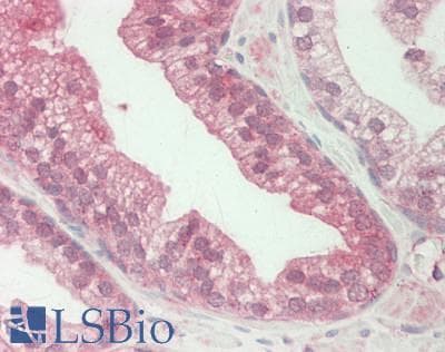 Polyclonal Rabbit anti-Mouse WDFY1 Antibody (aa42-91, IHC, WB)