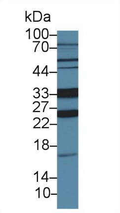 OGG1 Antibody (aa31-345)