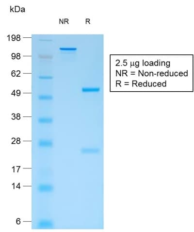 CD44 Antibody (clone rCD44v4/1219, Azide-free, Carrier-free)