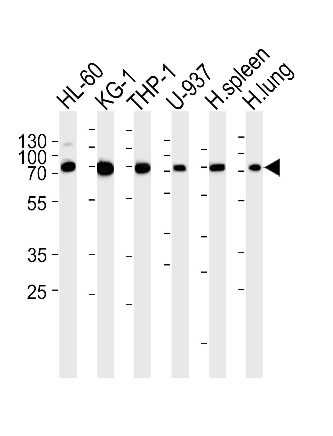 CXCR2 Antibody (aa7-38)
