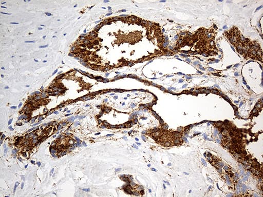 LAMP1 / CD107a Antibody (aa29-382, clone OTI8B1)