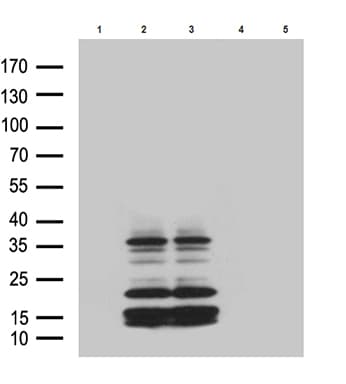 Monoclonal Mouse anti-Mouse GPR26 Antibody (clone OTI2F3, WB)