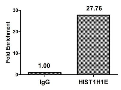 HIST1H1E Antibody