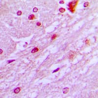 DBF4 Antibody (N-Terminus)