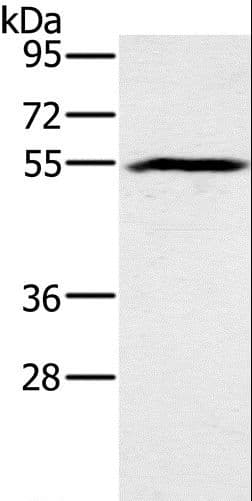 BMP6 Antibody