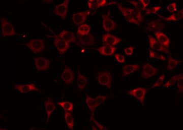 ICAM2 / CD102 Antibody