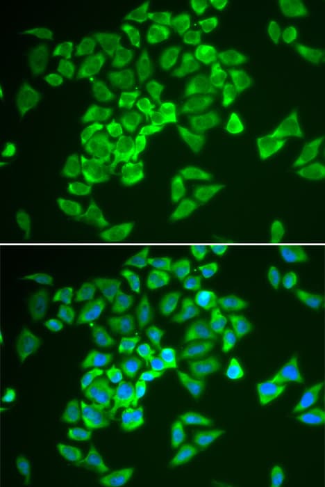 KEAP1 Antibody