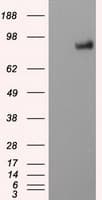 PTPRE / PTP Epsilon Antibody (clone OTI5E5)