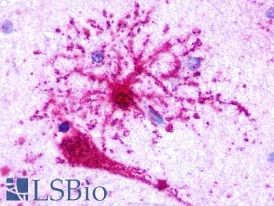 PathPlus™ GPR35 Antibody (Cytoplasmic Domain)