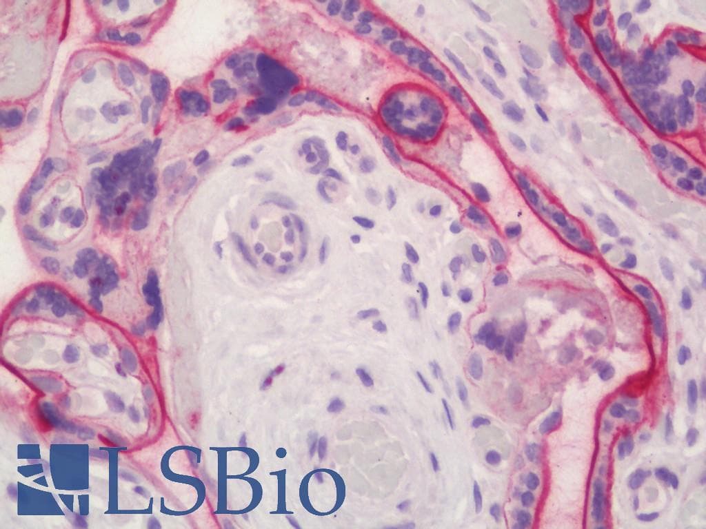 IHC-plus™ CD46 Antibody (clone 169-1-EA.3, Azide-free)
