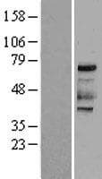Human EIF2AK2 / PKR Protein (Over-Expression Lysate Myc-DDK (Flag))