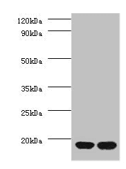 RPS13 / Ribosomal Protein S13 Antibody