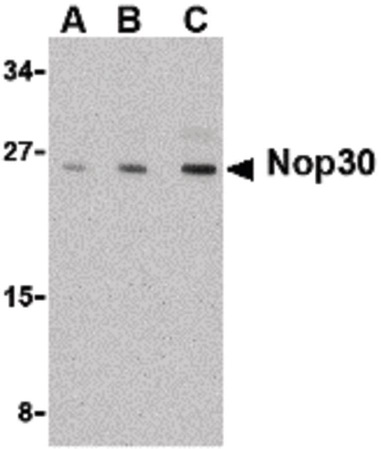 Polyclonal Rabbit anti-Human NOL3 / ARC Antibody (WB)