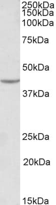 PathPlus™ Polyclonal Goat anti-Human VEGFA / VEGF Antibody (aa250-300, IHC, WB)
