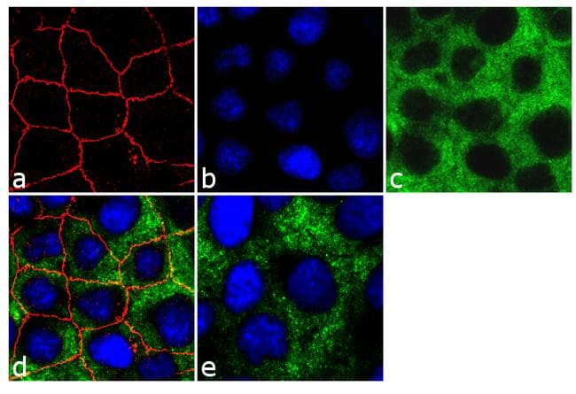Monoclonal Mouse anti-Human CLDN4 / Claudin 4 Antibody (clone 3E2C1, AF594, C-Terminus, IF, WB)