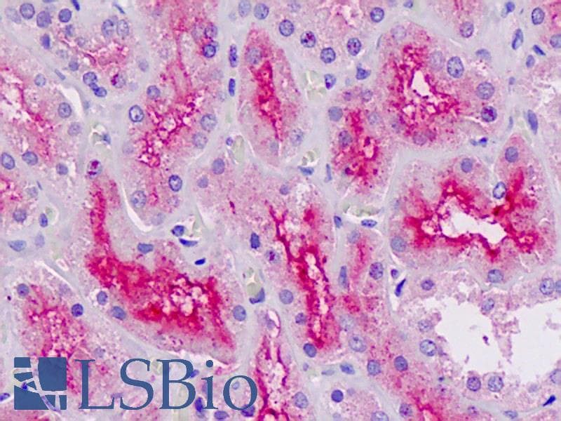 IHC-plus™ Polyclonal Goat anti-Human RNF7 Antibody (aa59-71, IHC, WB)