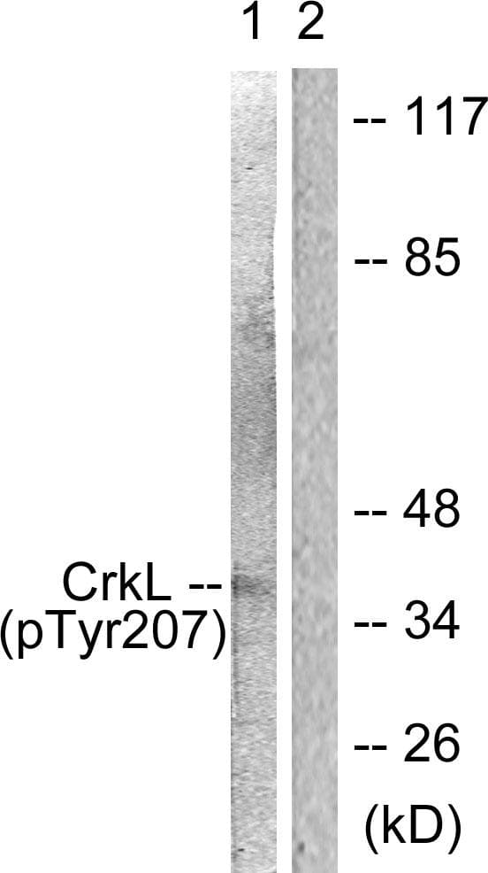 CRKL Antibody (phospho-Tyr207)