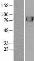 Dipeptidyl Peptidase 3 / DPP3 Protein (Over-Expression Lysate Myc-DDK (Flag))