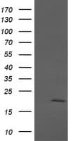 ANAPC11 / APC11 Antibody (clone OTI3F5, Carrier-free)