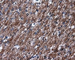 ELAVL1 / HUR Antibody (clone OTI14F4)