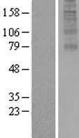 FAM127B Protein (Over-Expression Lysate Myc-DDK (Flag))