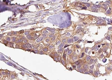 ENOX2 Antibody