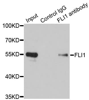 FLI1 Antibody