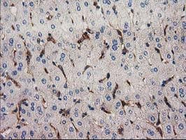 IHC-plus™ SNX8 Antibody (clone 4F8)