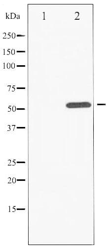 ATF2 Antibody (phospho-Thr73/ 55)