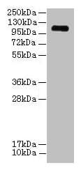 EGFLAM Antibody