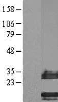 SMIM14 / C4orf34 Protein (Over-Expression Lysate Myc-DDK (Flag))
