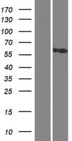 CCDC81 Protein (Over-Expression Lysate Myc-DDK (Flag))